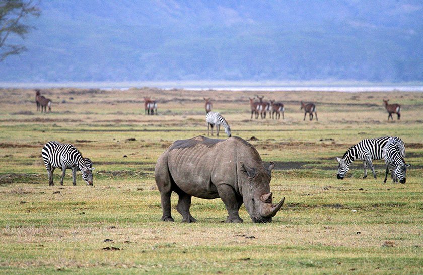 7 Days Tanzania Safari