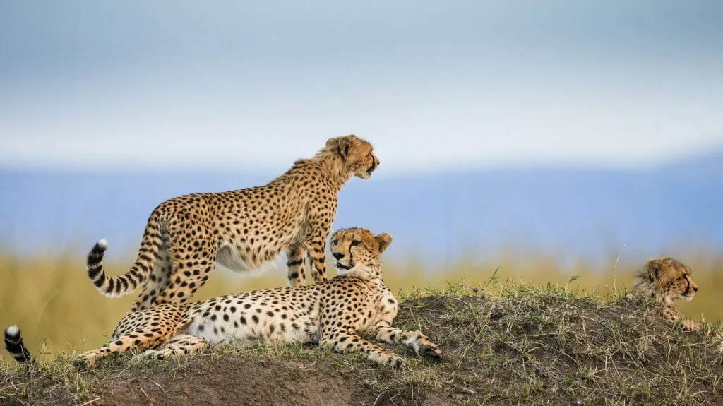Blog Top 10 Reasons To Travel To Tanzania