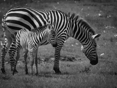 Top 10 bucket-list Safaris in Tanzania